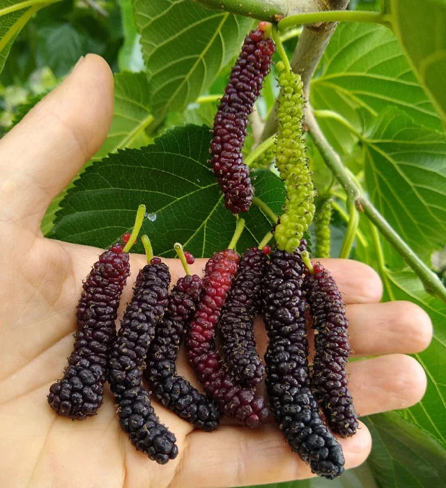 Te Ginseng Para Bajar De Peso: Beneficios y Cómo Tomarlo Correctamente